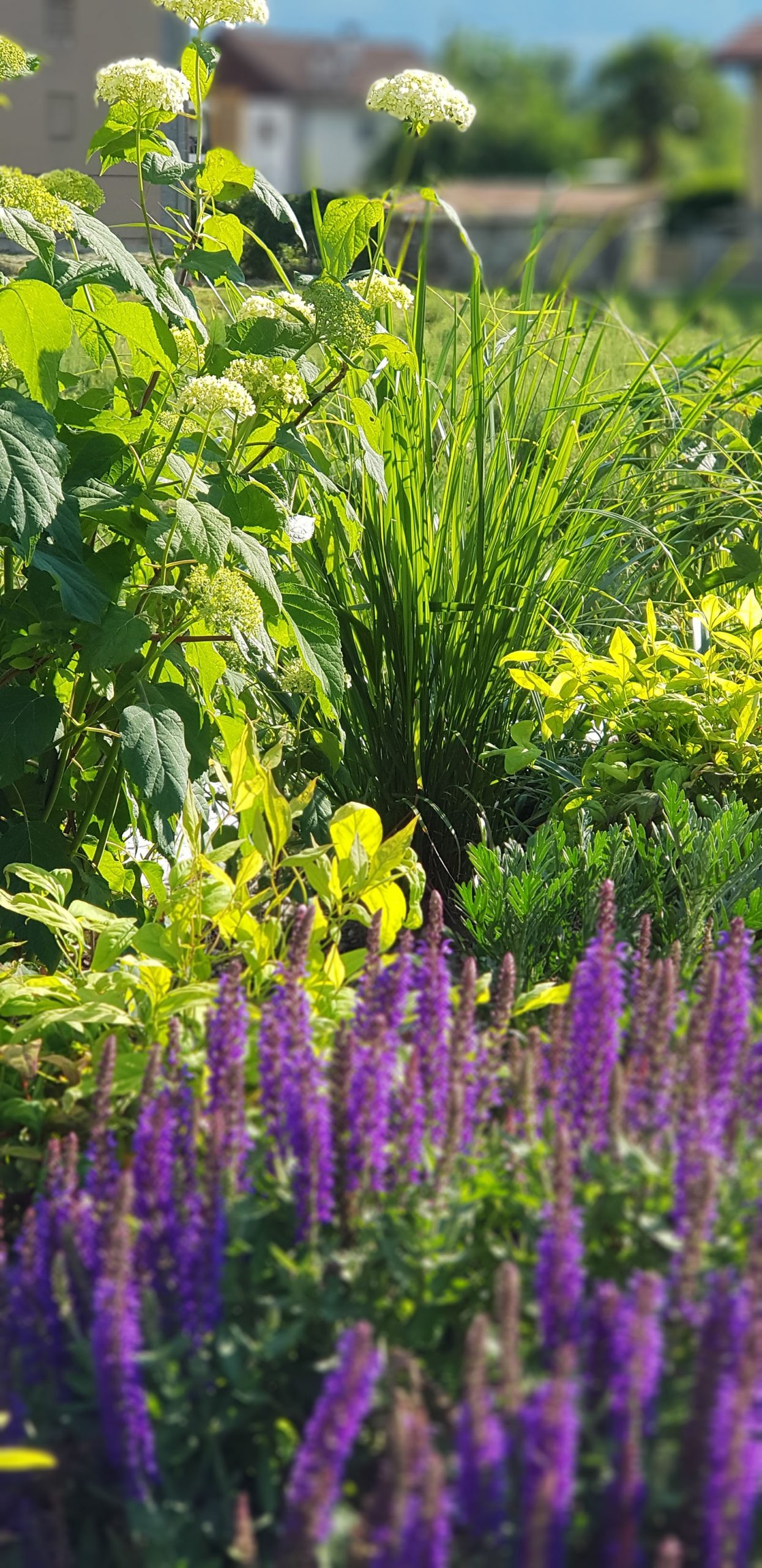 Trattamenti fitosanitari e omeopatici per il tuo verde